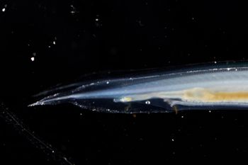 Media type: image;   Invertebrate Zoology 74259